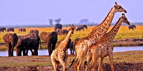 JOTS Luxury Travel October Newsletter: Botswana, a family vacation to remember for a life time
