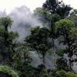 Cloud Forest Ecuador