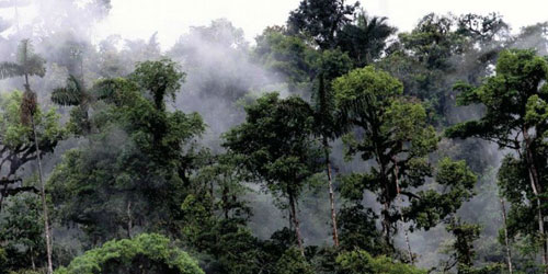 Cloud Forest Ecuador