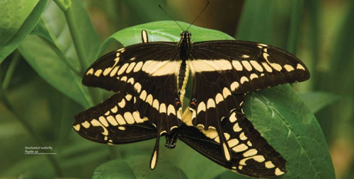 Mashpi Lodge Swallowtail Butterfly