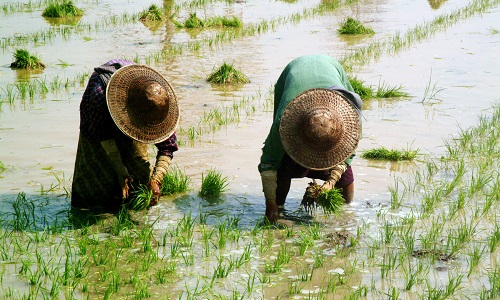 Myanmar Farmer Working In Ricefield.