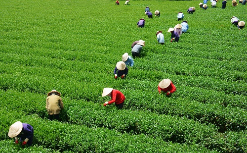 Crowd Vietnamese Farmer Tea Picker  On Plantation